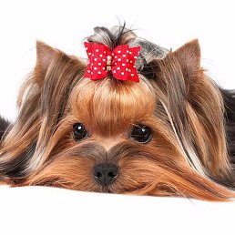 �������, �������, 36 ���