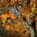 ���� Vidas, ��������, 64 ���� - ��������� 13 ������� 2025 � ������ ������ ��������