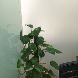 Ramdha, ���-����, 19 ���
