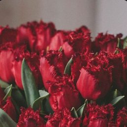 �������, �����, 48 ���