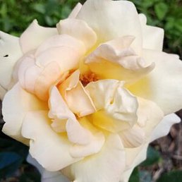 �����, ������, 57 ���