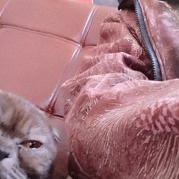 ��������, ������, 42 ����