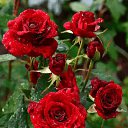 ���� ����, �������, 45 ��� - ��������� 20 ������� 2025