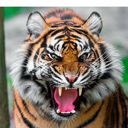 ������, ����, 46 ���