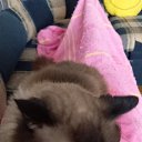���� �������, ���������, 51 ��� - ��������� 1 ������� 2025 � ������ ���� ����������