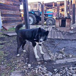 ����, ������, 37 ���