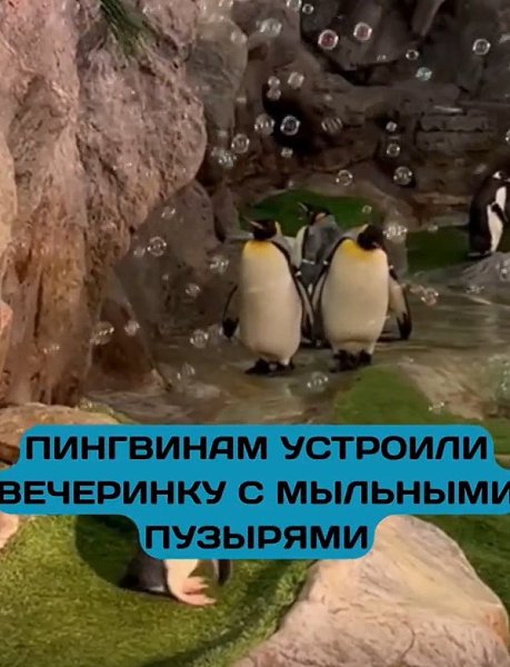 Пингвины устроили мыльную вечеринку и взорвали TikTok! В зоопарке Сент-Луиса придумали необычное ... - 2