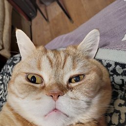 �����, ������, 49 ���