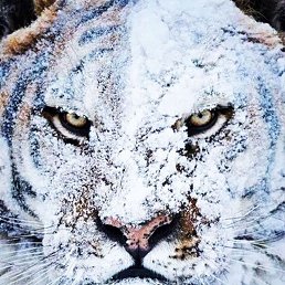 ����, ������, 37 ���