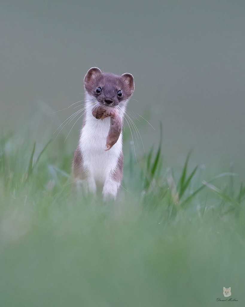 Коллекция горностаев от фотографа Даниэля Мюльнера