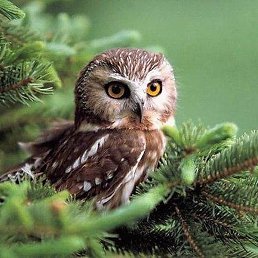 ����!, ������, ��������