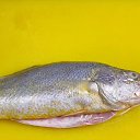 ���� Zhangbing, �����, 52 ���� - ��������� 25 ������� 2024 � ������ ������ ��������