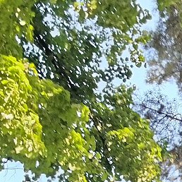 ����, ������������, 44 ����