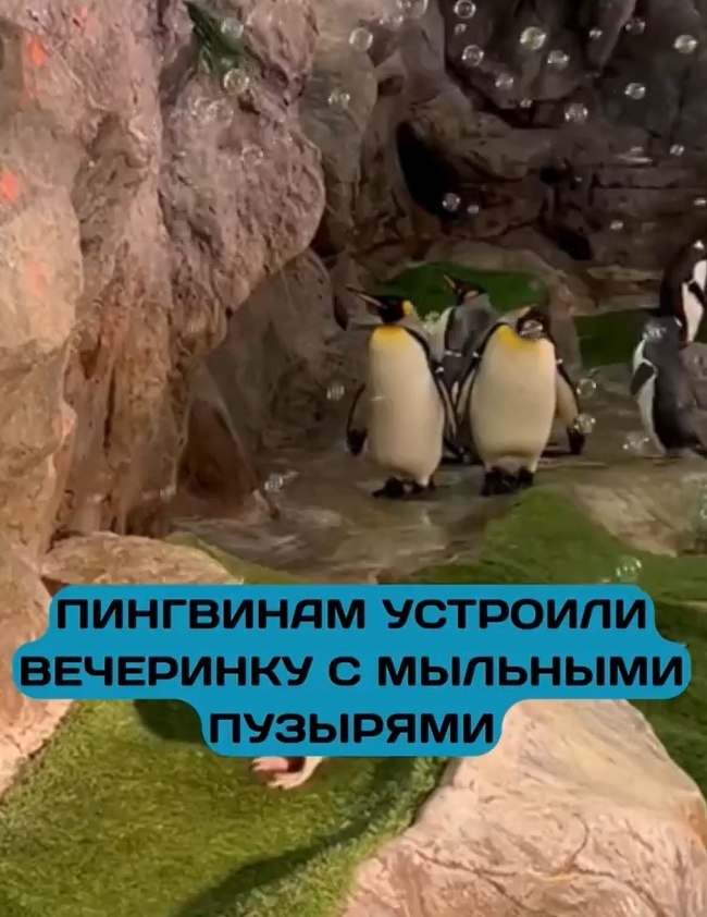 Пингвины устроили мыльную вечеринку и взорвали TikTok! В зоопарке Сент-Луиса придумали необычное ...