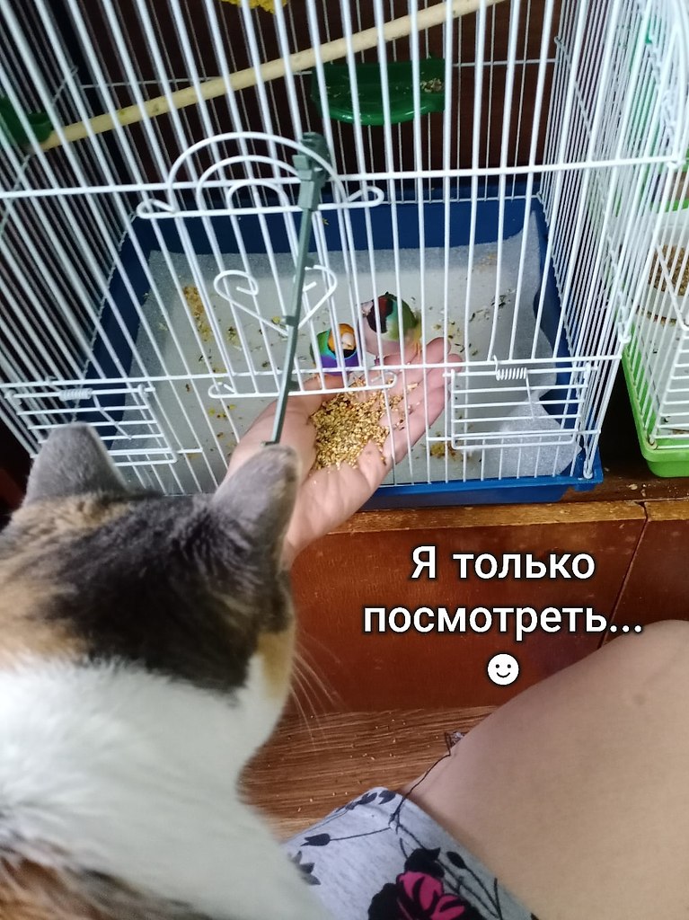     )))
