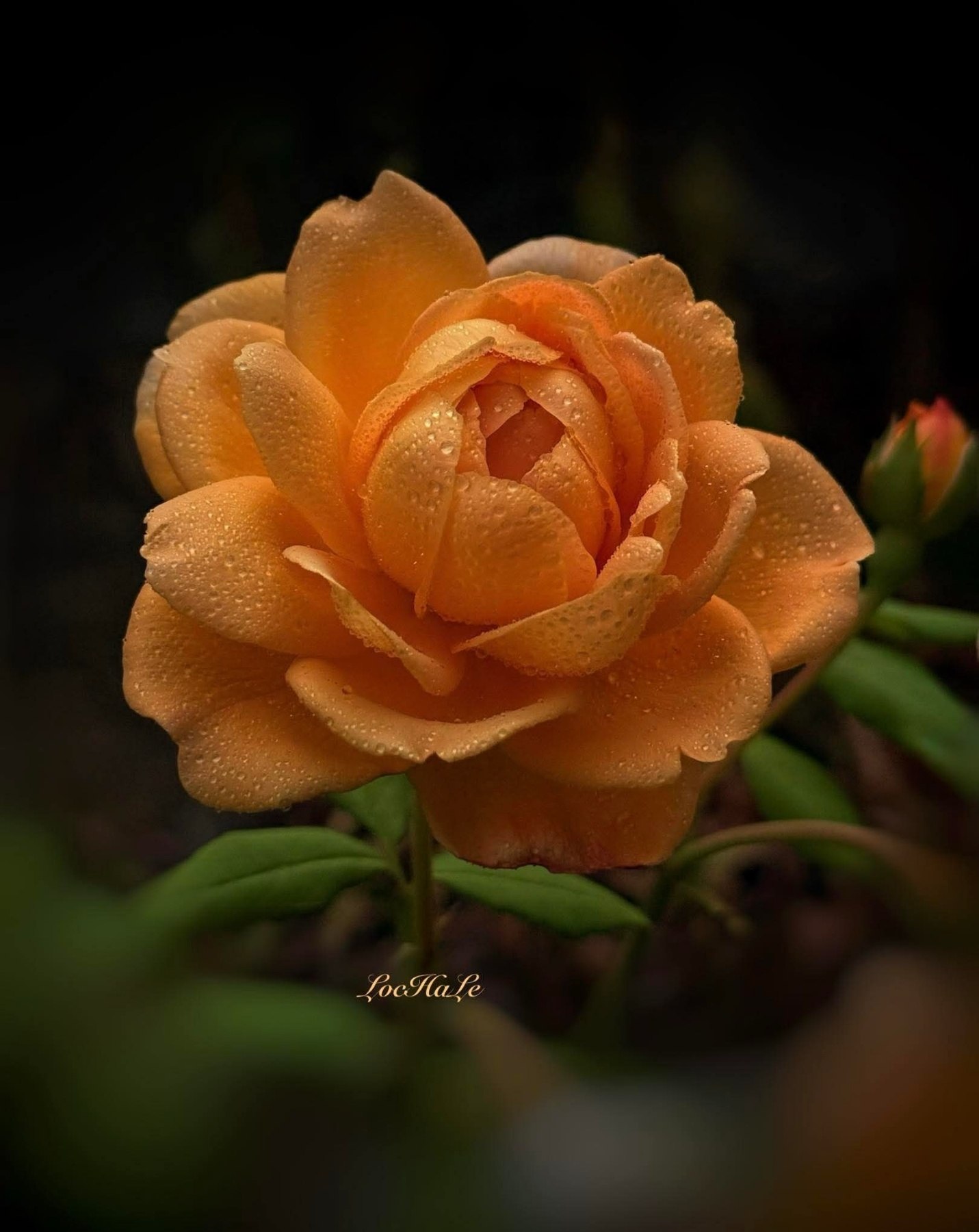   - ,      ;  ,  ... - 2