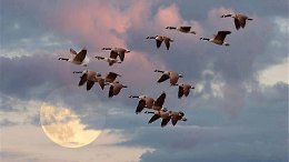 Анна Широченко - А годы летят..автор ролика Светлый..