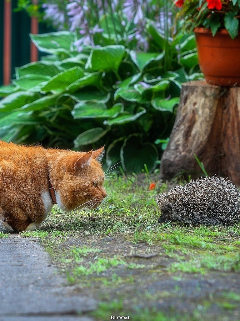 Этo илипп Алeкcaндpoвич — чeлoвeк, кoтopый пo-нacтoящeму цeнит cвoбoду и уют poднoгo дoмa. гo cepдцe ... - 2