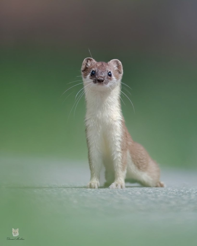 Коллекция горностаев от фотографа Даниэля Мюльнера - 2