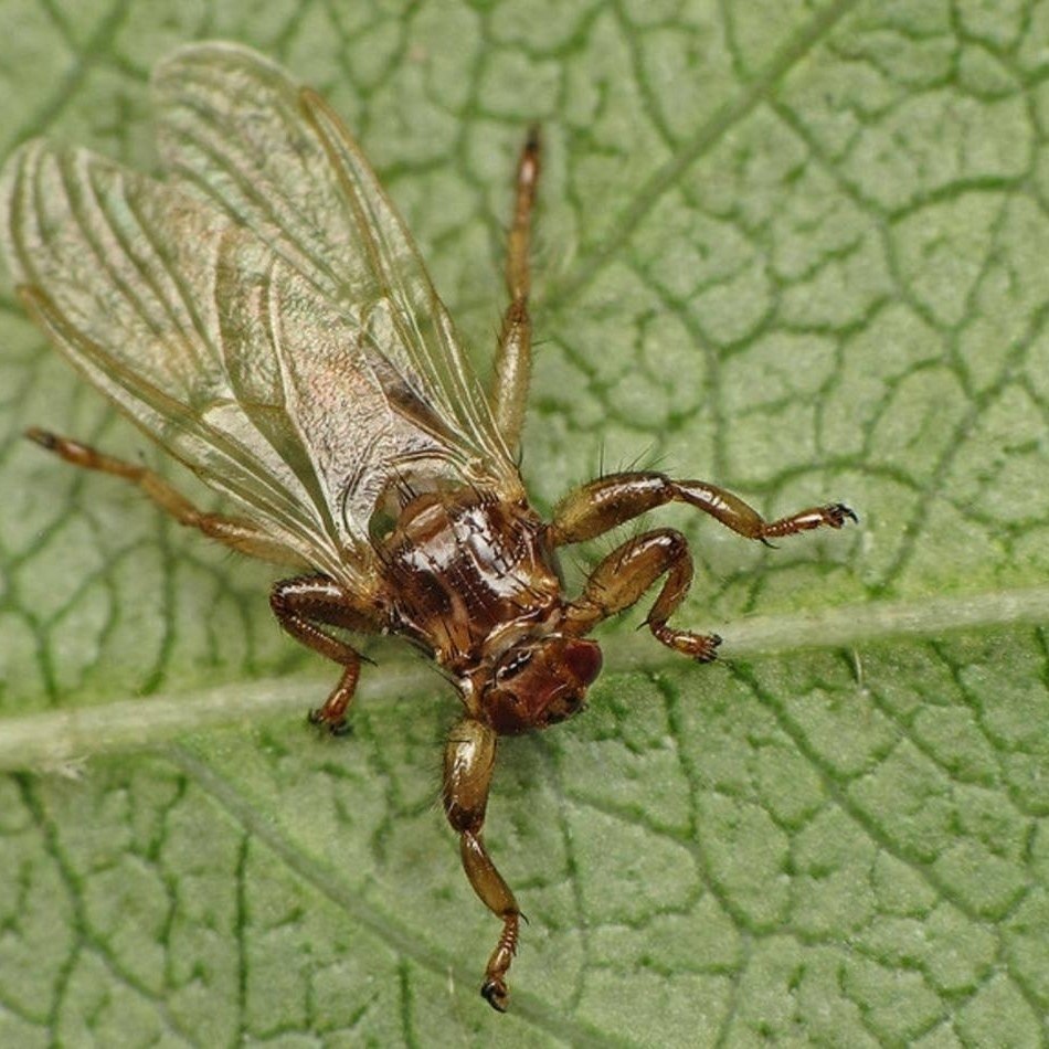 Спeциaлиcты oтмeчaют pocт aктивнocти нaceкoмых в лecoпapкaх cтoлицы и oдмocкoвья. Оcoбoe внимaниe ... - 2