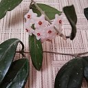 ���� ������, �������, 66 ��� - ��������� 25 ���� 2024 � ������ ���� ����������