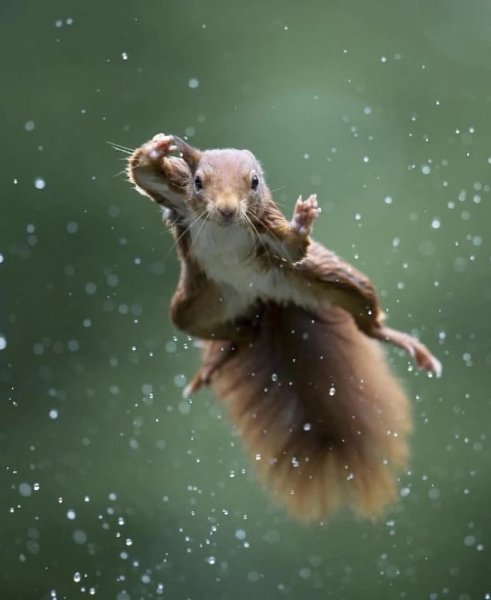:)   Comedy Wildlife Photography Awards      - 4