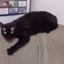 �������, ������, 38 ���