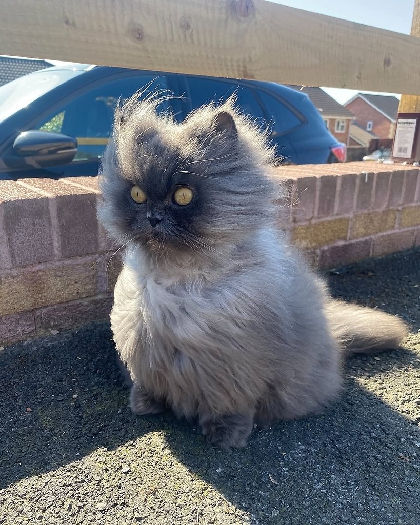 Знакомьтесь, это королевишна Бобби! Ощущение, что она постоянно в шоке и я её очень понимаю