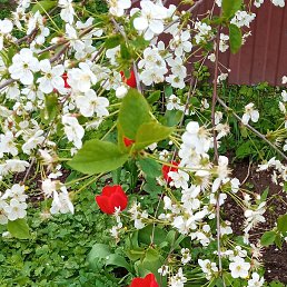 Oksana201075, ������-��-����, 50 ���