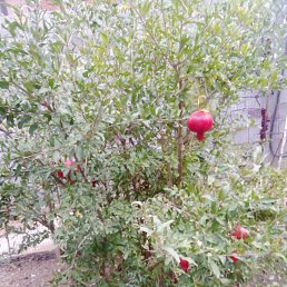 ���� ��������, ������, 56 ��� - ��������� 12 ��� 2025