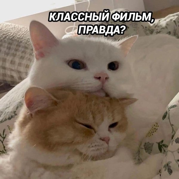 Каждый раз, когда мы собираемся вместе посмотреть фильм