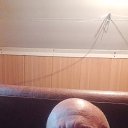 ���� ������� ���������, ������ ��������, 51 ��� - ��������� 26 ����� 2024 � ������ ���� ����������