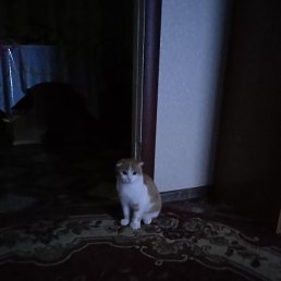 ������, ������, 54 ����