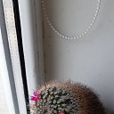 ���� �����, ���������, 66 ��� - ��������� 6 ������� 2025 � ������ ���� ����������