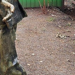 ��������, �������, 55 ���