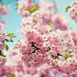 Dil, �������, 39 ���