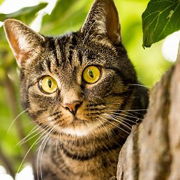 ��������, ������, 34 ����