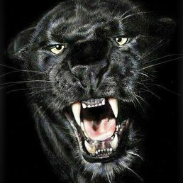 �����, ������, 52 ����