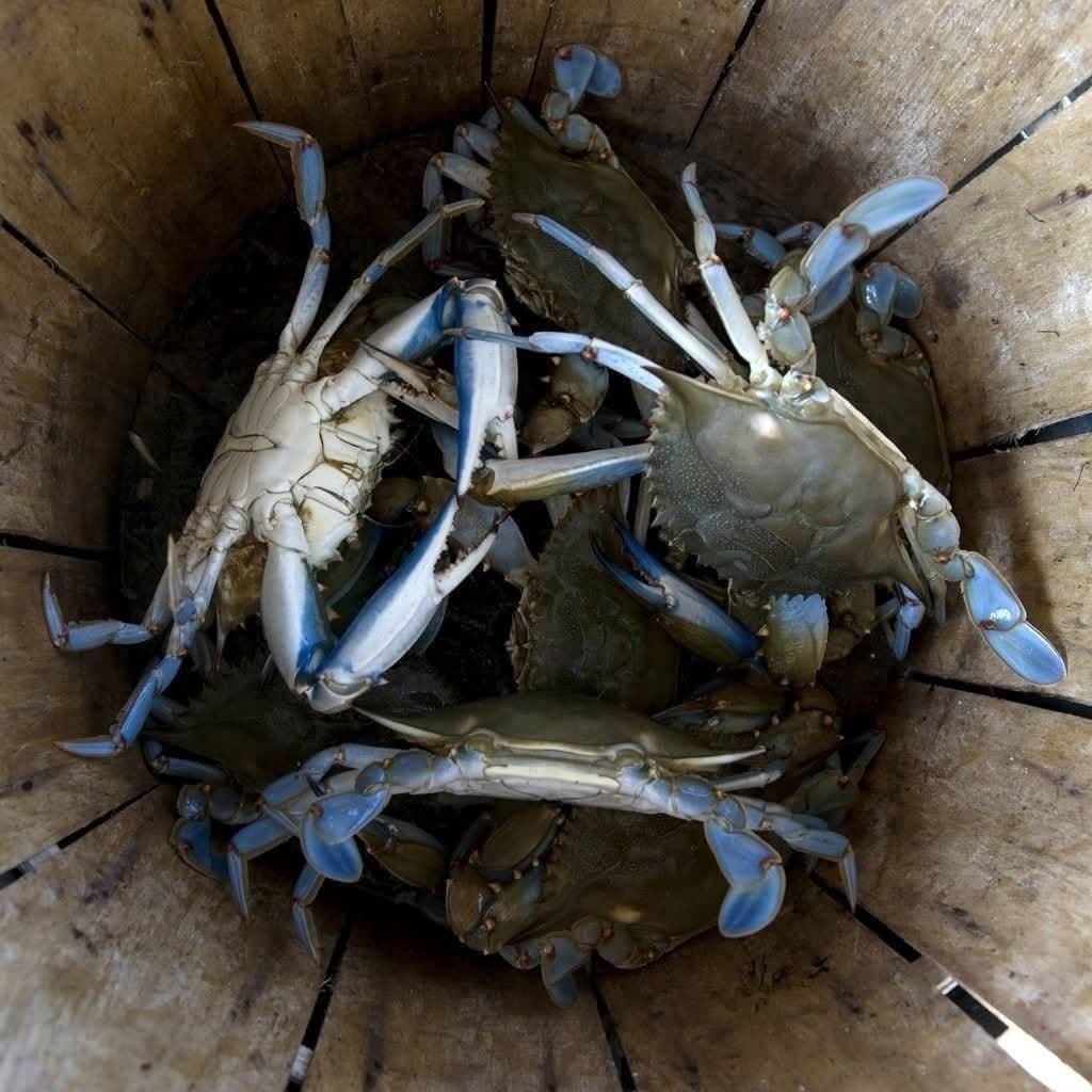 :) ���������� ���������� ��������� ��� ��������� crab bucket theory � ������� ����� � �������. ...