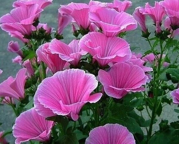 ����� �e����������� ���������� - ��������. ����� ca���� ����� ������� - ����� �������� ������, � ...