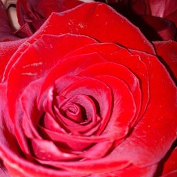 �������, �������, 39 ���