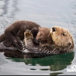 ��������, ���������, 19 ���