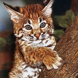 �������, ������