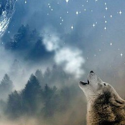 Kostea, �������, 36 ���