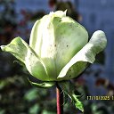 ���� ������, ��������� - ��������� 17 ������� 2025 � ������ ������ �� �����