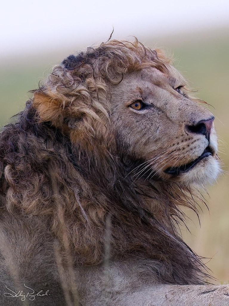 oopa ac a c pocoo po po,  c oeo apa c ao. ... - 3