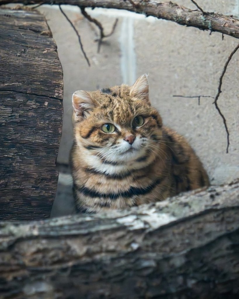 Знакомьтесь, это Наия! В феврале ей исполнилось 18 лет — она считается самой возрастной черноногой ...