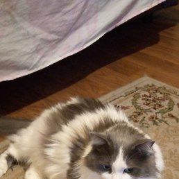 ���� ������, �����������, 70 ��� - ��������� 12 ����� 2026