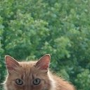 ���� ������ ����������, ����������, 52 ���� - ��������� 15 ������ 2025 � ������ ������ ��������