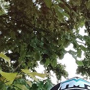 Denis, 48 ���, ������